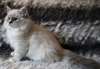magnifique chaton Sibérien a donner - Annonce classée # 533371
