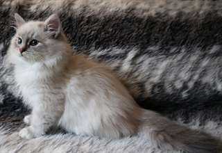 magnifique chaton Sib&#233;rien a donner