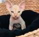 Chaton Sphynx a donner - photo 1