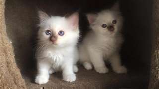 Deux Chatons Birman m&#226;le et femelle