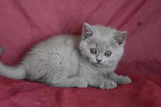 Chatons British Shorthair m&#226;le et femelle.