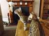 Chatons Bengal - photo 1