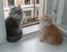 Adorables Chatons Siberiens - photo 1