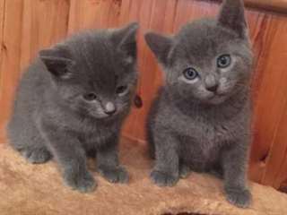 Chatons Russian Blue m&#226;le et femelle