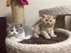 Chatons Scottish Fold - photo 1