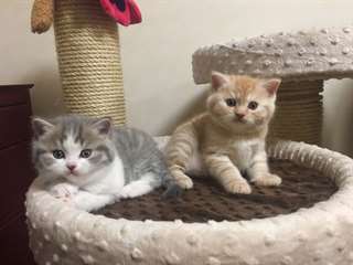 Chatons Scottish Fold