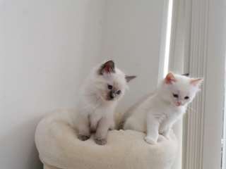 Chatons ragdoll