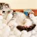 Chatons Scottish Fold - photo 1