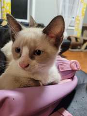 Chatons Siamese