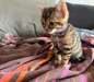 Chaton bengal  a donner - photo 1