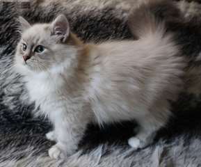 magnifique chaton Sib&#233;rien a donner