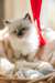 Chatons Ragdoll - photo 1