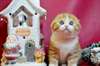 Chatons Scottish Fold - photo 1