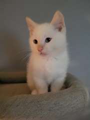 Chatons Munchkin