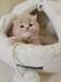 Chatons Persian - photo 1