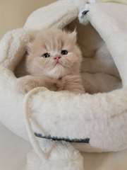 Chatons Persian