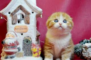 Chatons Scottish Fold