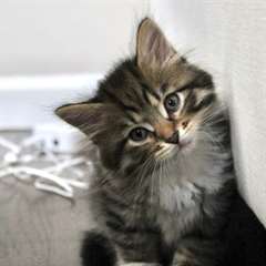 Chatons Siberien