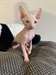 Chatons Sphynx - photo 1