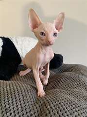 Chatons Sphynx